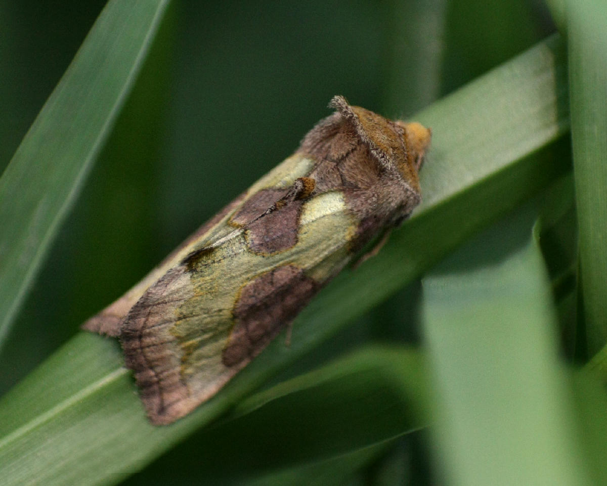 farfallina da identificare